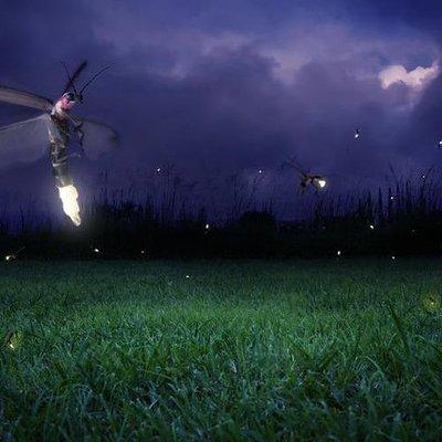 Glowing Kuala Selangor Firefly Tour