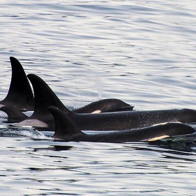 Orca Quest Cruise