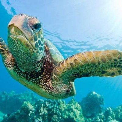 Snorkelling with Turtles at Cook Island Marine Rserve