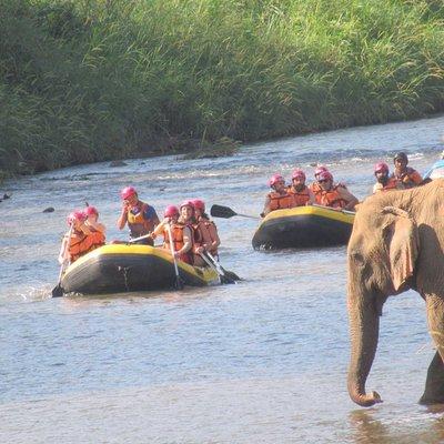 Top Pick - Full or Half Day @Elephant in Wild Sanctuary ChiangMai