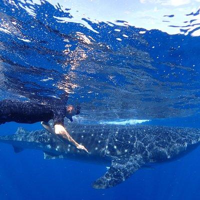 Whale Shark & Manta Ray Snorkel -(May-Sept) Only 10pp per Boat