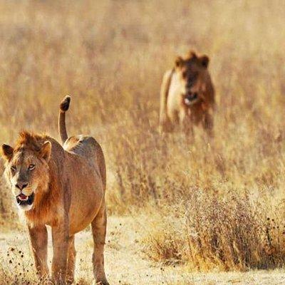 Day Trip - Tsavo East National Park ( Man Eater Lions of Tsavo & Other Big Five)