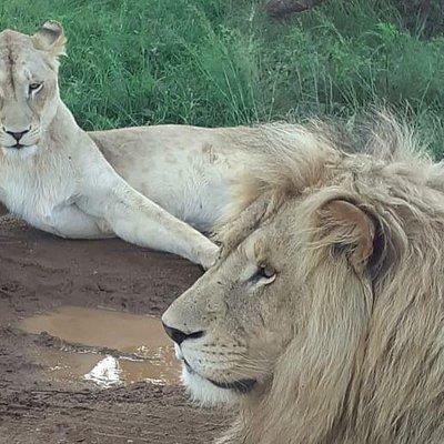 Kruger National Park Full Day Tour Minimum 2people 