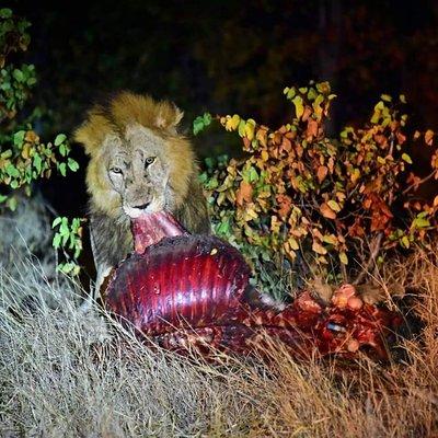 Kruger National Park Night Safari minimum 4people 