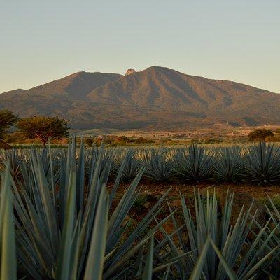 Full-Day Tequila Tour from Guadalajara