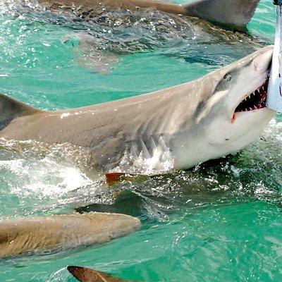 Shark and Wildlife Viewing Adventure in Key West