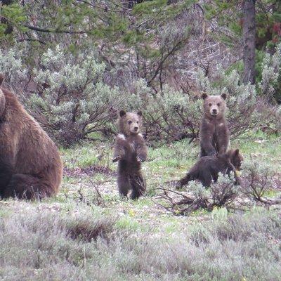 Yellowstone National Park - Full-Day Lower Loop Tour from Jackson