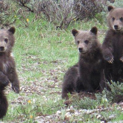 Grand Teton National Park - PRIVATE Full-Day Tour from Jackson Hole