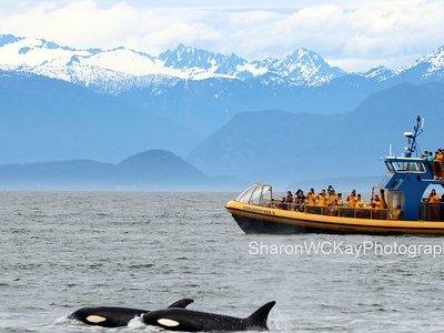 Whale-Watching Tour from Vancouver