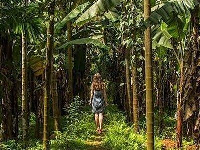 Private Tour of Butterfly Sanctuary and Spice Plantation