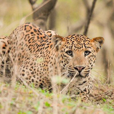 Jhalana Panther Safari Park Private Tour in Jaipur