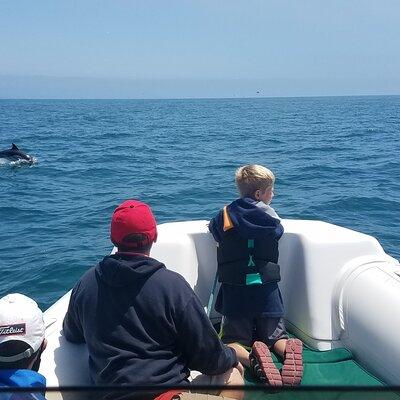 Private Dolphin and Whale Watching Tour in Newport Beach