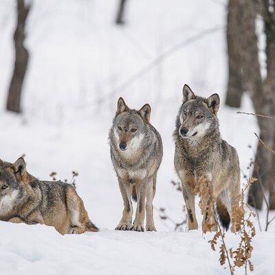 Yellowstone Full Day Winter Tour (With Optional Hike or Snowshoe)