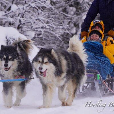 Dog Sled Adventure