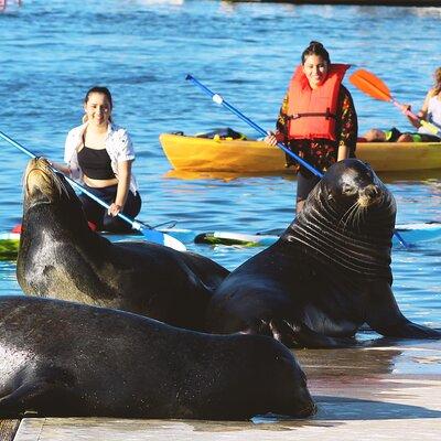 2-Hour Kayak or Paddleboard with Sea Lions in Marina del Rey