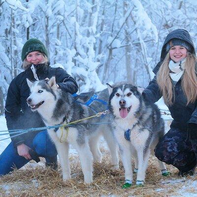 Free Pickup - Alaskan Husky Dog Sledding with Free Photo Service