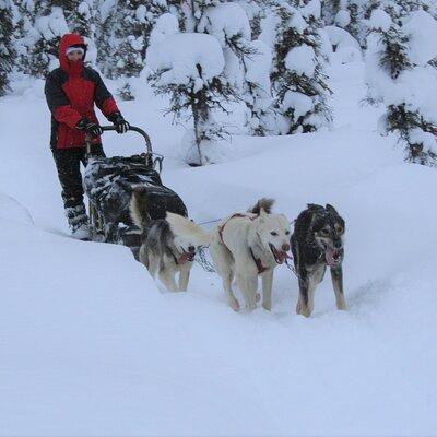 Small-Group Dog Sledding Experience in Sterling