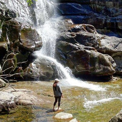 Old Growth Forest Cascade