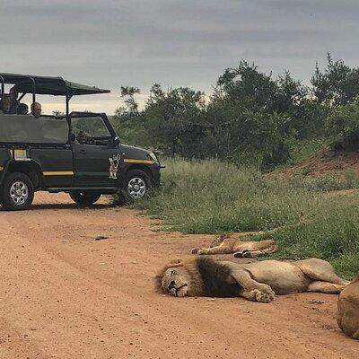 Full Day Kruger National Park Game Drive