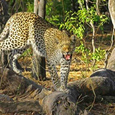 Jhalana Leopard reserve day trip from Jaipur All Inclusive