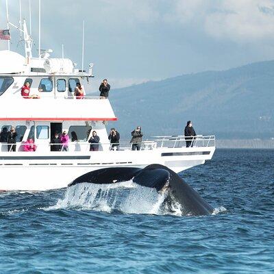 Whale Watching from Friday Harbor