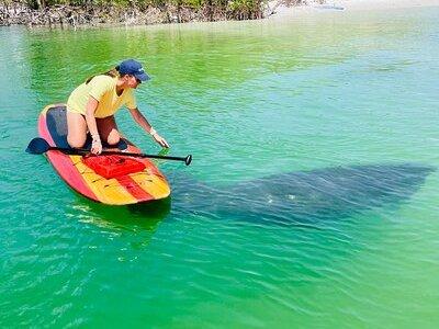 Dolphin and Manatee Adventure Tour of Fort Myers