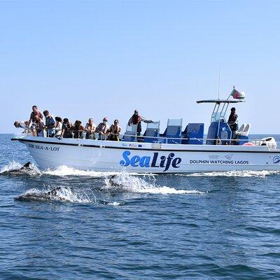 Sealife Sea Safari, Dolphin Watching with Marine Biologist's Lagos