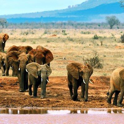 Full-Day Private Tour of Tsavo East National Park from Mombasa