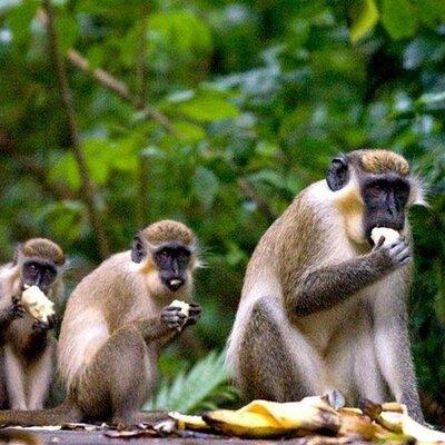 Half-Day Barbados Caves and Critters Tour with Pick Up