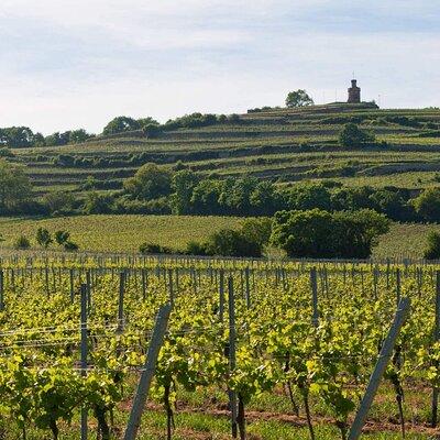 Rhein Castles & Regal Riesling. Tasting wine along the Rhein 