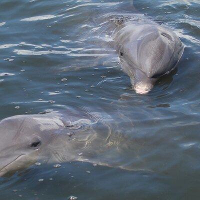 Dolphin Tour in St. Pete Beach