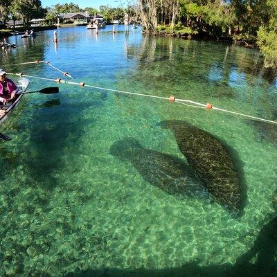 Clear Kayak Manatee Ecotour of Crystal River