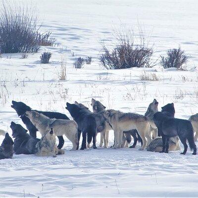 PRIVATE Wolf & Wildlife Watching in Yellowstone's Lamar Valley