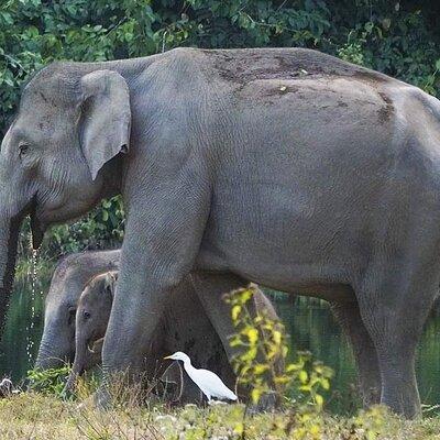 Elephant and Wildlife Watching in Kuiburi National Park - Private Afternoon Tour