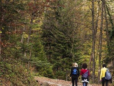 Guided Shared Group Forest Bathing Session in Serene Woodland Park