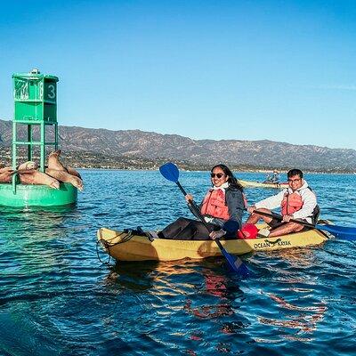 Guided Kayak Wildlife Tour in the Santa Barbara Harbor