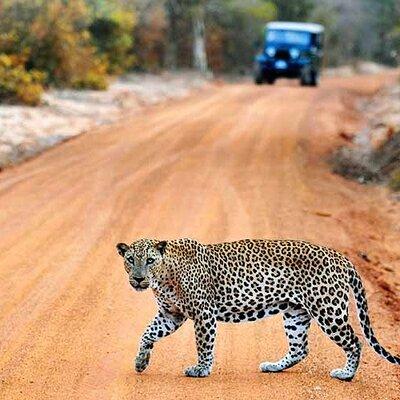 Wilpattu National Park Jeep Safari from Negombo / Waikkal (All Inclusive)