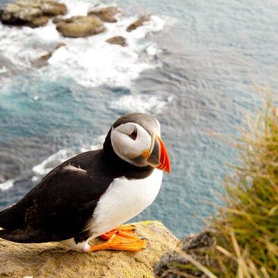 North East Coastal Trail Small Group Day Tour from Aberdeen