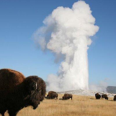 Full-Day Guided Yellowstone Day Tour