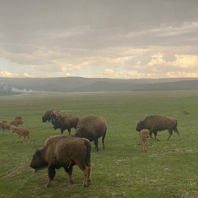 Guided Yellowstone National Park Trip 