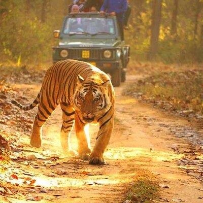 4-Day Private Ranthambhore Tiger Tour Including Delhi, Agra and Jaipur