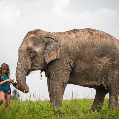 Elephant Jungle Sanctuary: Half Day Afternoon Program