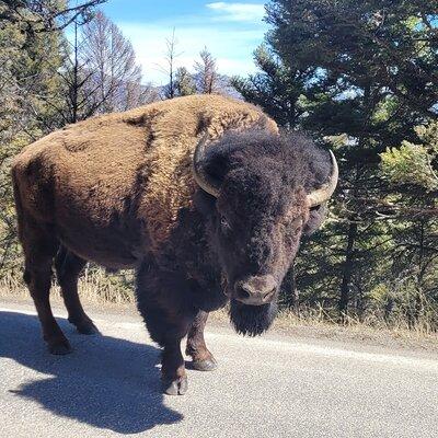 Guided Upper Loop of Yellowstone Tour from Cody, WY