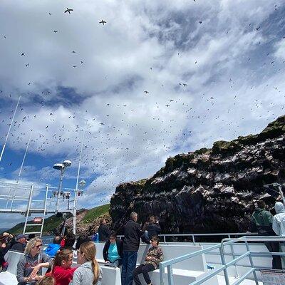 2 Hours Guided Whale and Bird Boat Tour in Bay Bulls