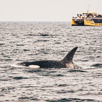 Half-Day Whale Watching Adventure from Vancouver