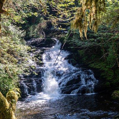 Ketchikan Magical Old-Growth Creek Trek Guided Tour