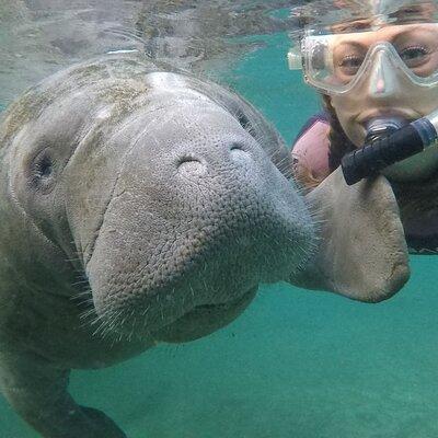 Small Group Manatee Snorkel Tour with In-Water Guide and Photographer