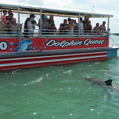 Dolphin Quest - Sightseeing/Eco Cruise, John's Pass, Madeira Beach, FL 