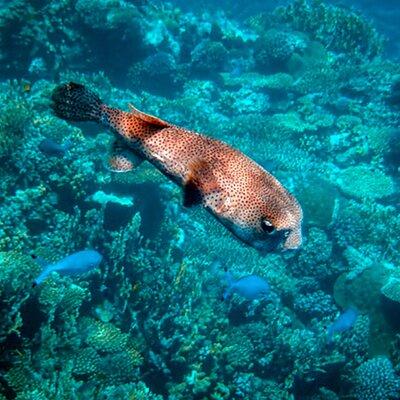 Sea Scope Semi Submarine - Marsa Alam