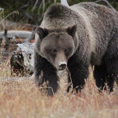 Half-Day Private Breathtaking Tour in Grand Teton National Park 